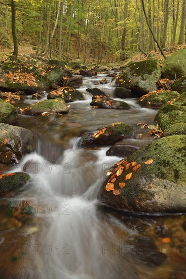 Ilse River in autumn