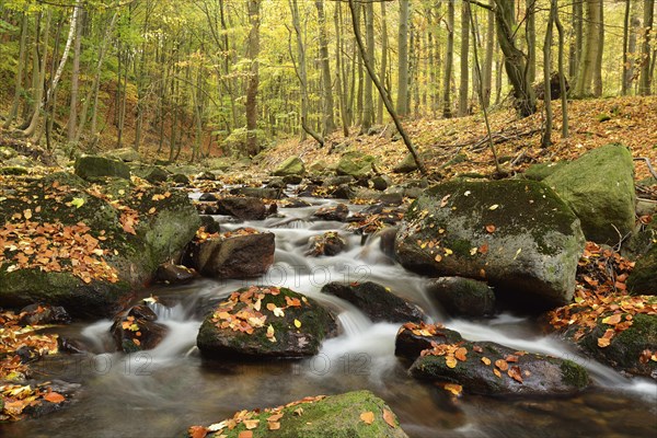 Ilse River in autumn