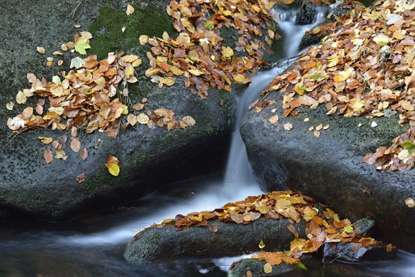 Ilse River in autumn