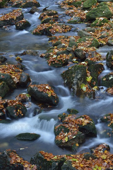 Ilse River in autumn
