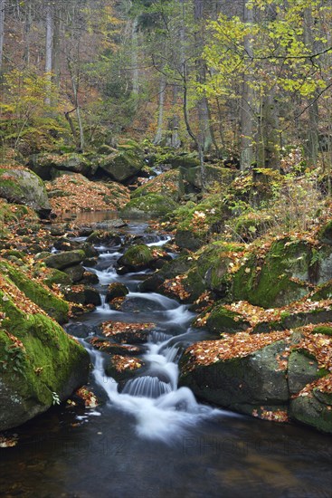 Ilse River in autumn