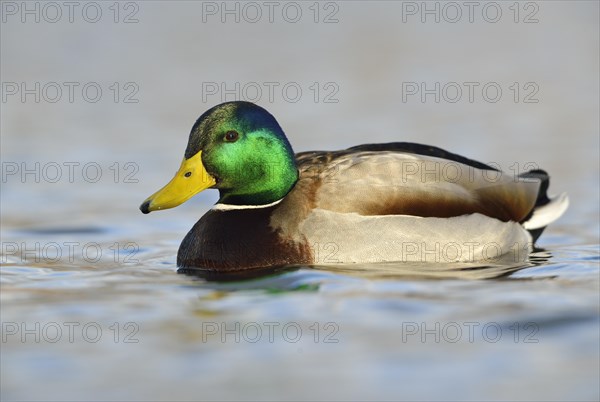 Mallard (Anas platyrhynchos)