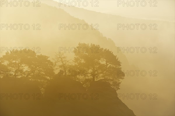 Trees with backlighting on the rocks of Schrammsteine in the morning mist