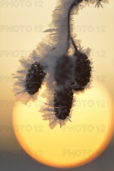 Thick layer of ice crystals coating the fruit stand of an alder