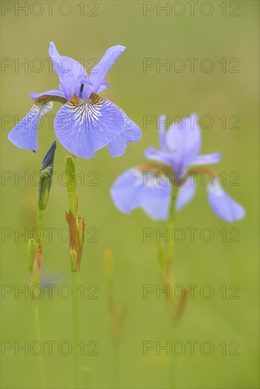 Siberian Iris (Iris sibirica) on a wet meadow