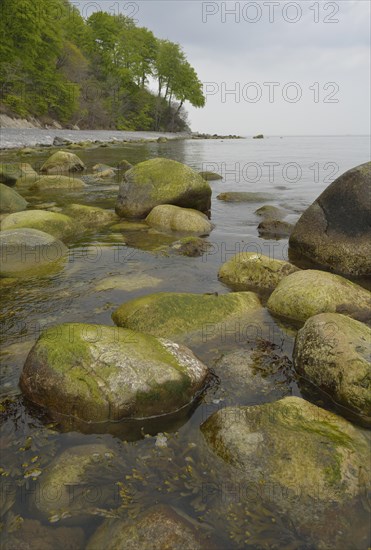 Trees growing on the steep coast with chalk cliffs