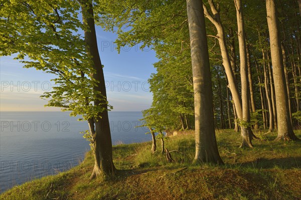Beech forest on the edge of the steep coast in the first morning light