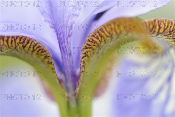 Siberian Iris (Iris sibirica)