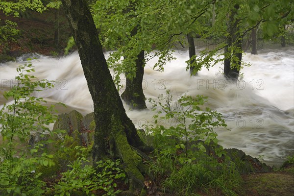 Waterfall on the Selke River during a flood