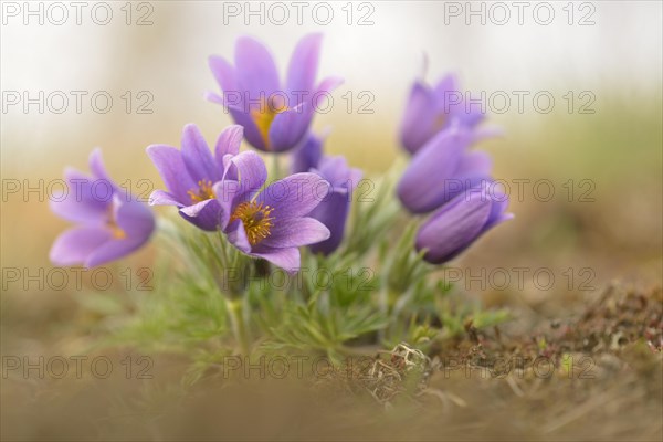 Common Pasque Flower or Dane's Blood (Pulsatilla vulgaris)