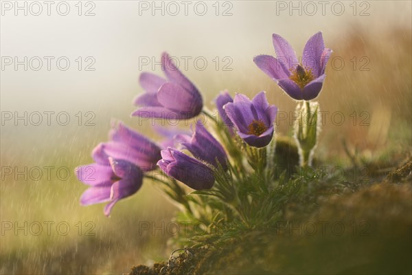 Common Pasque Flower or Dane's Blood (Pulsatilla vulgaris)