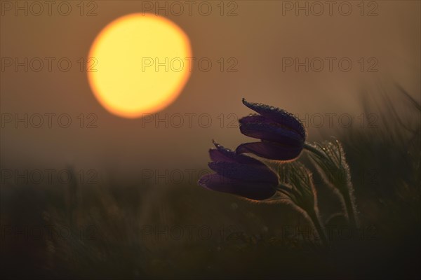 Common Pasque Flower or Dane's Blood (Pulsatilla vulgaris)