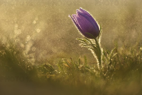 Common Pasque Flower or Dane's Blood (Pulsatilla vulgaris) in drizzling rain