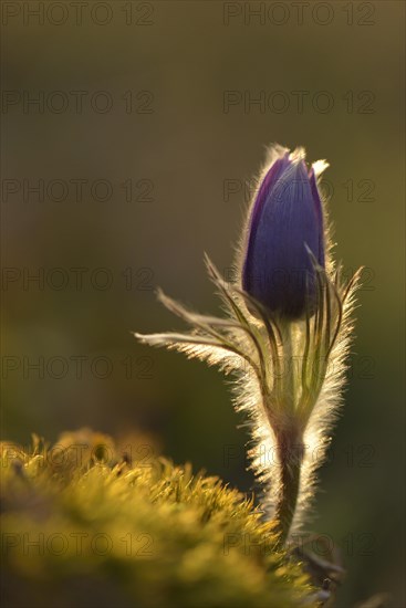 Common Pasque Flower or Dane's Blood (Pulsatilla vulgaris)