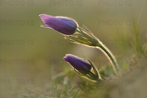 Common Pasque Flower or Dane's Blood (Pulsatilla vulgaris)