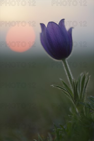 Common Pasque Flower or Dane's Blood (Pulsatilla vulgaris) in front of the setting sun