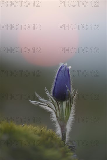 Common Pasque Flower or Dane's Blood (Pulsatilla vulgaris) in front of the setting sun