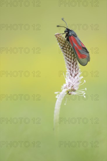 Transparent Burnet (Zygaena purpuralis)