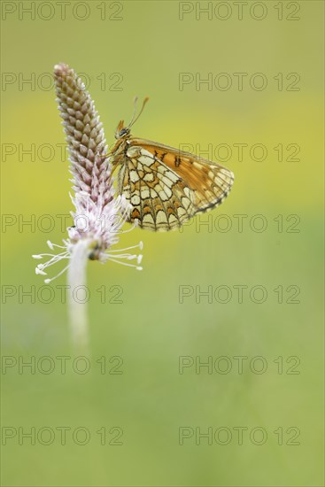 Heath Fritillary (Melitaea athalia)