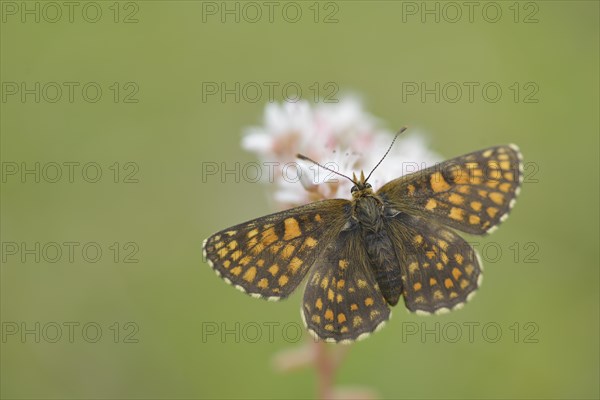 Heath Fritillary (Melitaea athalia)