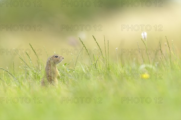 European Ground Squirrel or European Souslik (Spermophilus citellus)