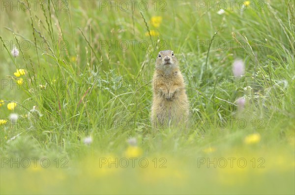 European Ground Squirrel or European Souslik (Spermophilus citellus) in a meadow