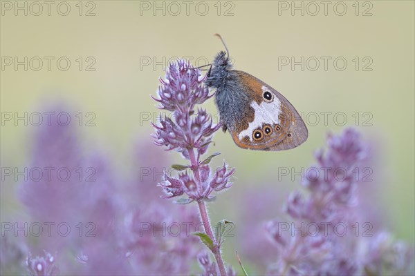 Pearly Heath (Coenonympha arcania)