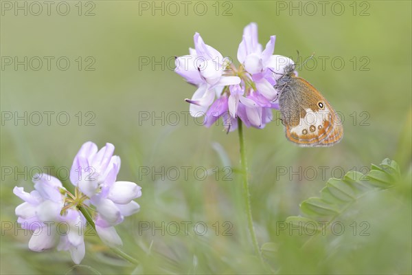 Pearly Heath (Coenonympha arcania)