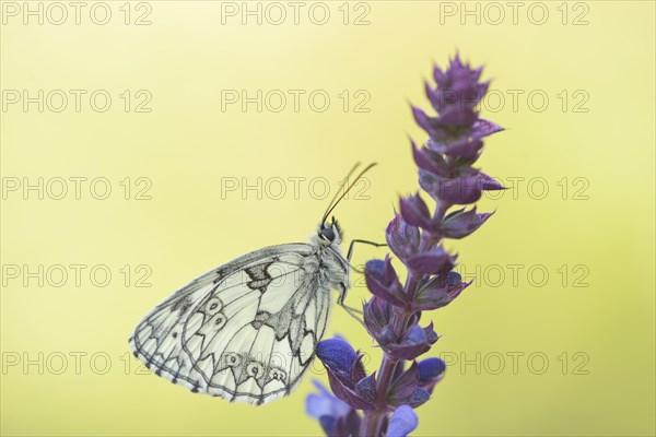 Marbled White (Melanargia galathea)