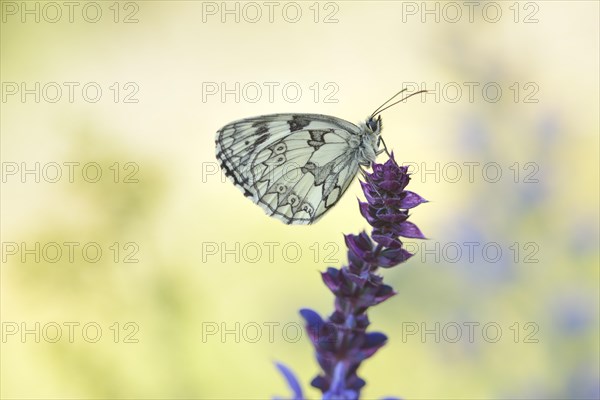 Marbled White (Melanargia galathea)