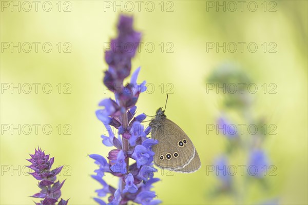 Ringlet (Aphantopus hyperantus)