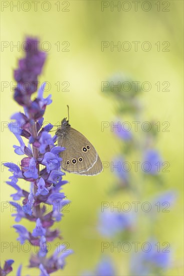 Ringlet (Aphantopus hyperantus)