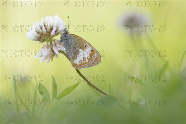 Pearly Heath (Coenonympha arcania)