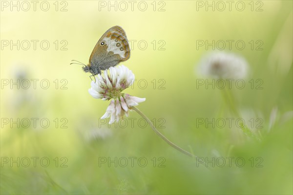 Pearly Heath (Coenonympha arcania)