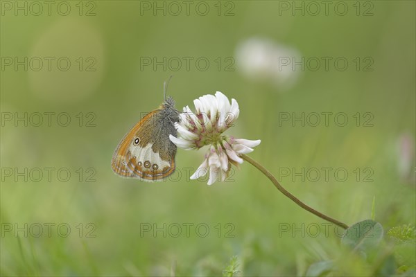 Pearly Heath (Coenonympha arcania)