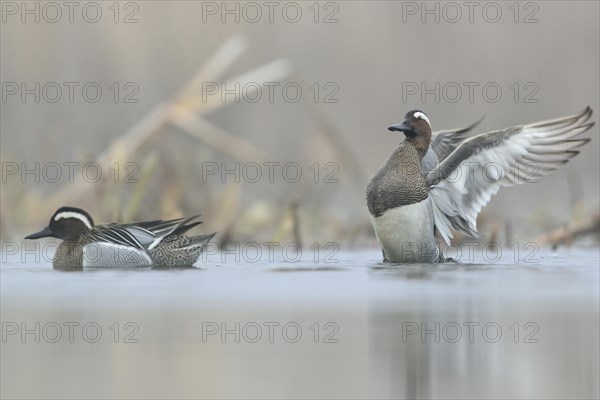 Garganey ducks (Anas querquedula)