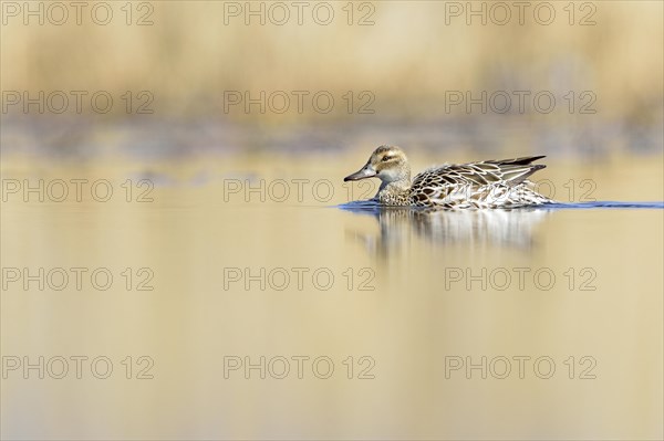 Garganey duck (Anas querquedula)