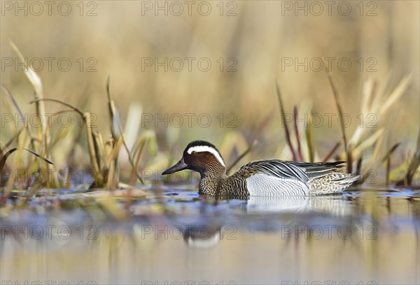 Garganey duck (Anas querquedula)