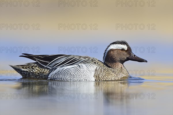 Garganey duck (Anas querquedula)