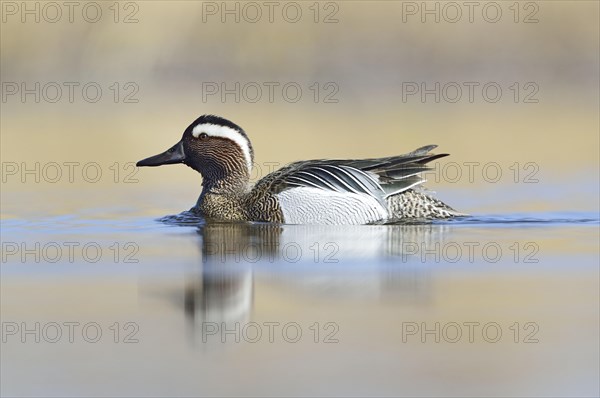 Garganey duck (Anas querquedula)