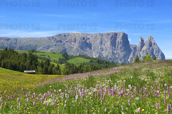 Alpine meadow with blooming Bistort (Bistorta officinalis)