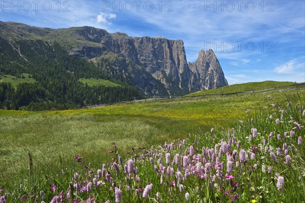 Alpine meadow with blooming Bistort (Bistorta officinalis)