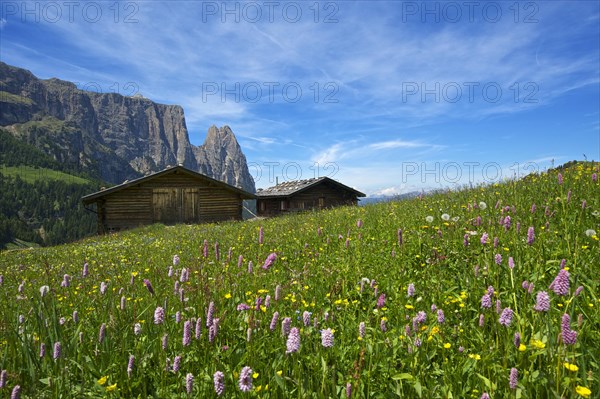 Alpine meadow with blooming Bistort (Bistorta officinalis)