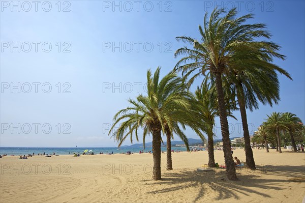 Palm trees on the beach Saint Clair