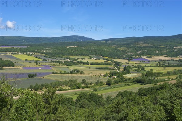 Landscape with lavender fields