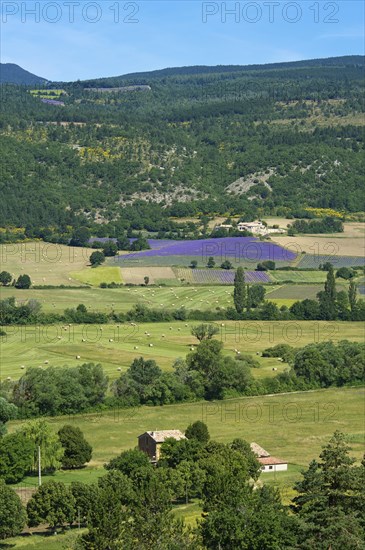 Landscape with lavender fields