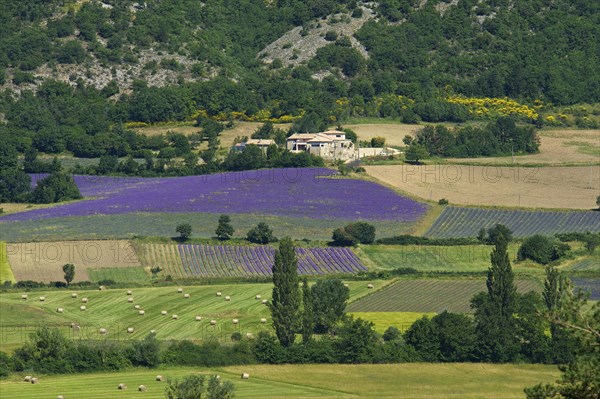 Landscape with lavender fields