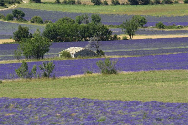 Borie or dry-stone hut in a lavender field