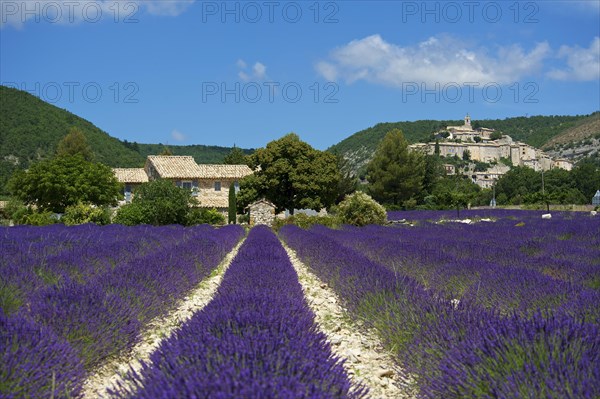 View over a lavender field towards the village