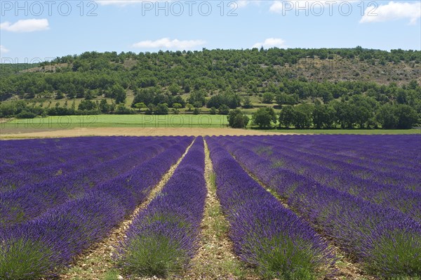 Lavender field